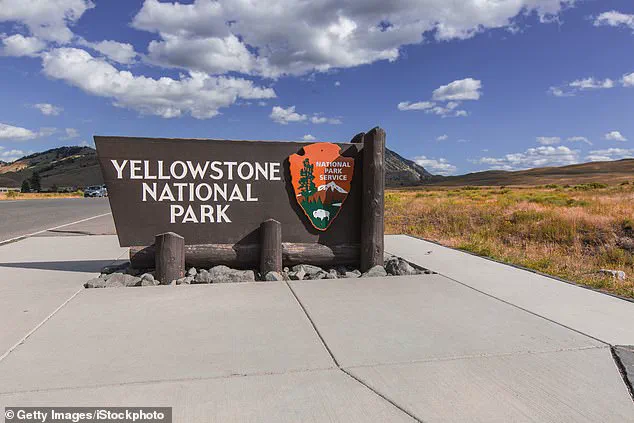 Tourists Criticized for Misinterpreting Aggressive Bison Behavior in Yellowstone