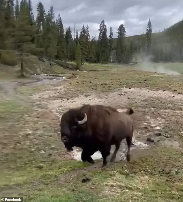 Tourists Criticized for Misinterpreting Aggressive Bison Behavior in Yellowstone