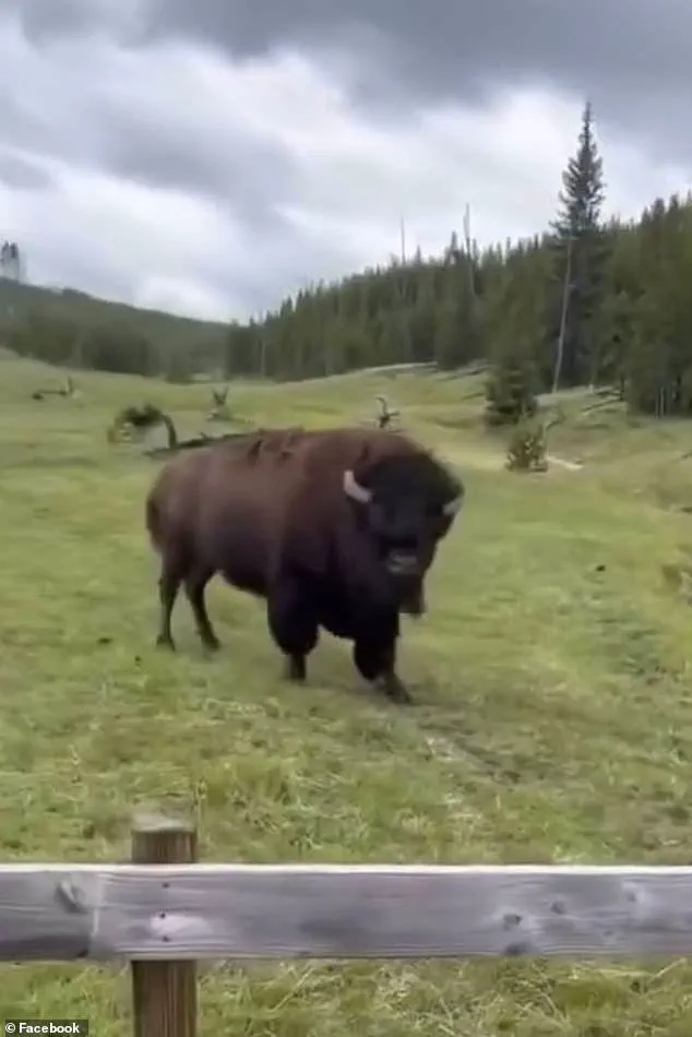 Tourists Criticized for Misinterpreting Aggressive Bison Behavior in Yellowstone