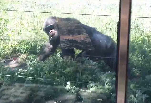 Chimpanzee Seen Smoking Cigarette Thrown by Visitors at Chinese Zoo Sparks Outrage, Animal Rights Groups Condemn 'Cruel and Irresponsible' Incident