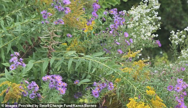 Burlington Resident's Naturalized Garden Ignites Debate on Personal Freedom and Municipal Regulations