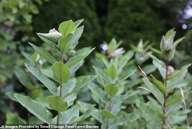 Burlington Resident's Naturalized Garden Ignites Debate on Personal Freedom and Municipal Regulations