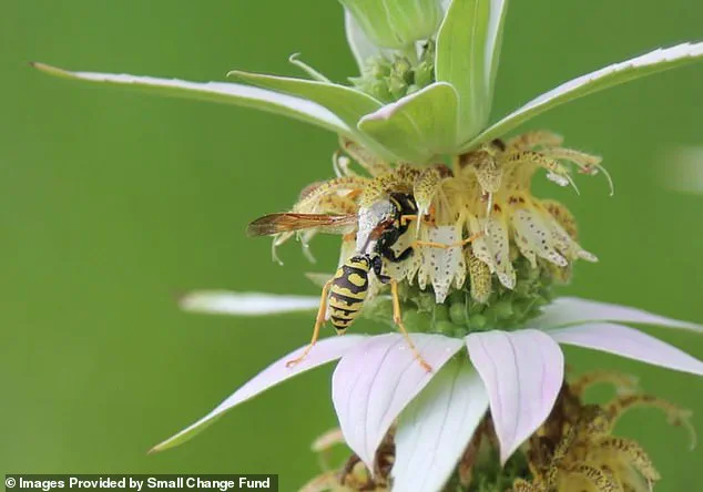Burlington Resident's Naturalized Garden Ignites Debate on Personal Freedom and Municipal Regulations
