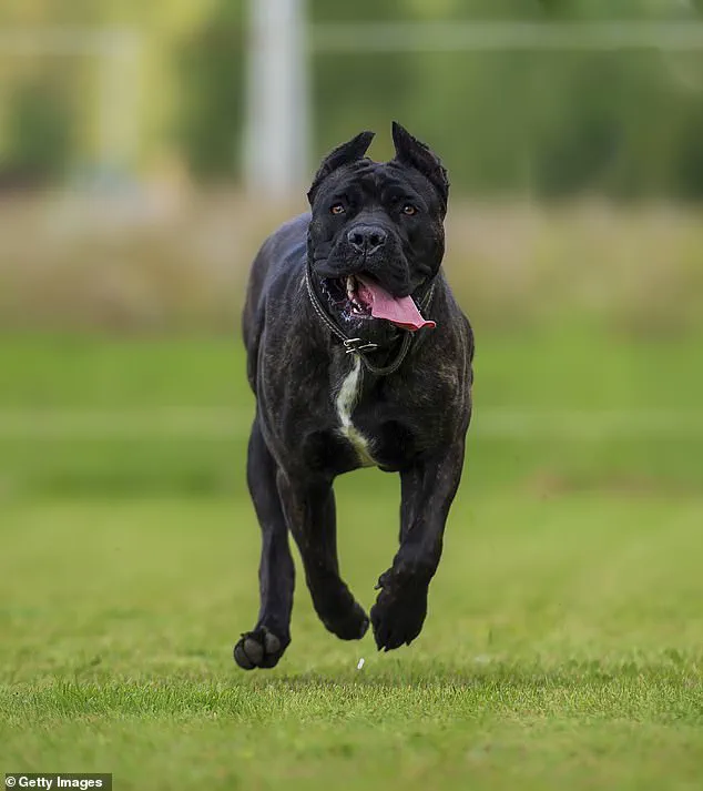 Tragedy in Welshtown: 13-Year-Old Drew Nickerson Killed by Dogs, Family Remembers 'Kind-Hearted' Teen