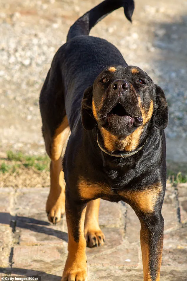 Tragedy in Welshtown: 13-Year-Old Drew Nickerson Killed by Dogs, Family Remembers 'Kind-Hearted' Teen