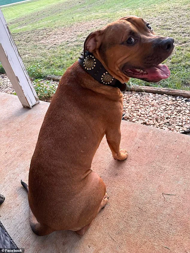 Exclusive Insights: Expert Advisories on Aggressive Breeds and Public Safety Risks