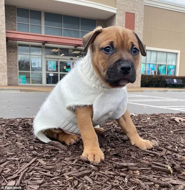 Exclusive Insights: Expert Advisories on Aggressive Breeds and Public Safety Risks