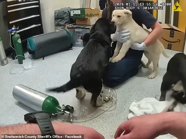 Exclusive Insight: Firefighters' Privileged Access Saves Puppies from Opioid Overdose