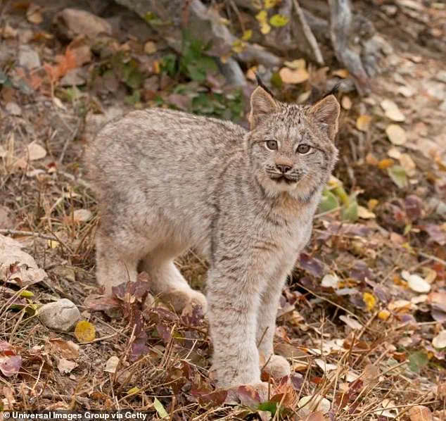 Rare Lynx Sighting in Voyageurs National Park Sparks Conservation Debate