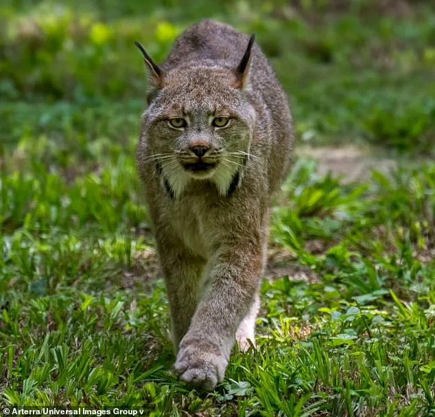 Rare Lynx Sighting in Voyageurs National Park Sparks Conservation Debate