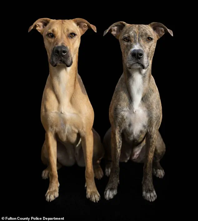 Breaking: Surveillance Footage Shows Man Brutally Assaulting Dogs in Atlanta