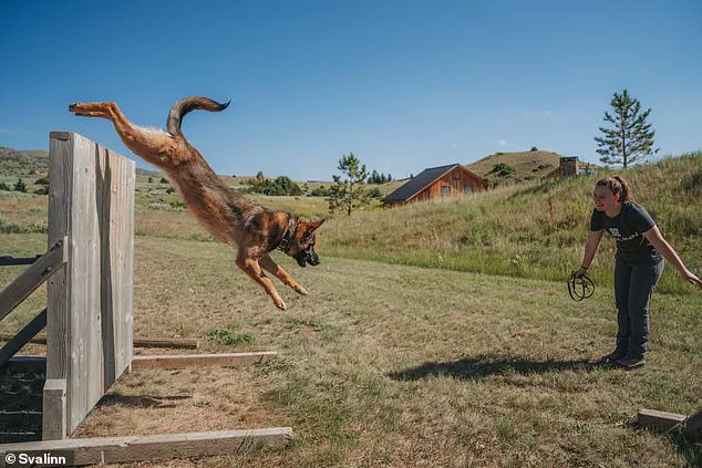 Montana Woman Trains High-End Guard Dogs for Exclusive Clients at $175,000 Each