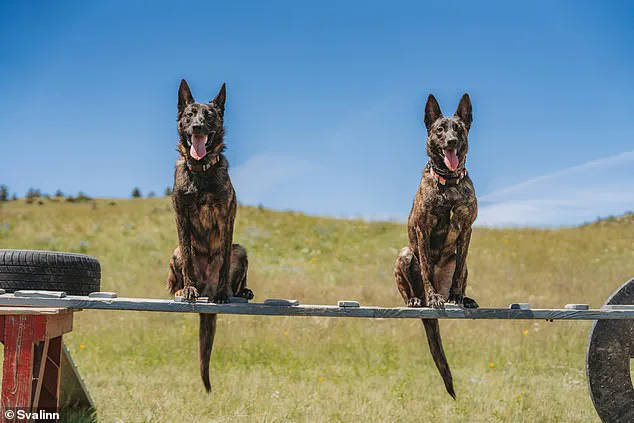 Montana Woman Trains High-End Guard Dogs for Exclusive Clients at $175,000 Each