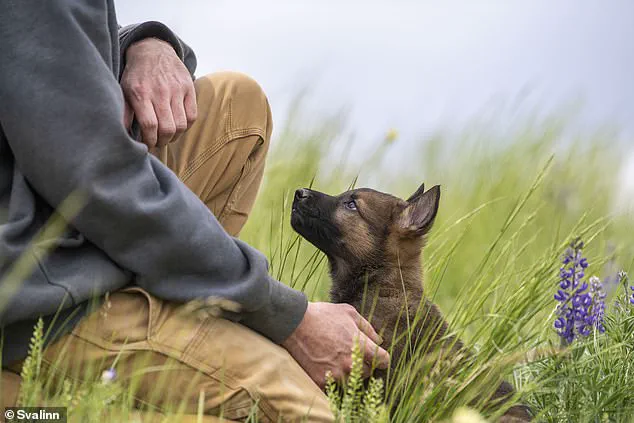 Montana Woman Trains High-End Guard Dogs for Exclusive Clients at $175,000 Each