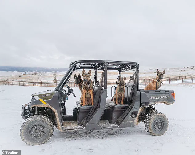 Montana Woman Trains High-End Guard Dogs for Exclusive Clients at $175,000 Each