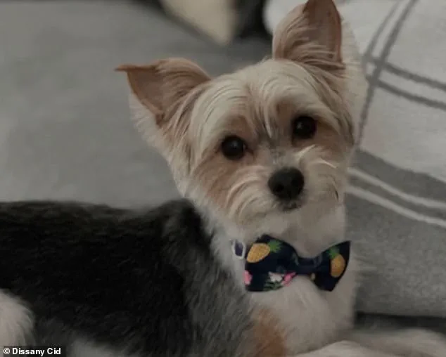 Tragic Death of Dog Spookie Sparks Debate Over Social Media Trends and Public Safety