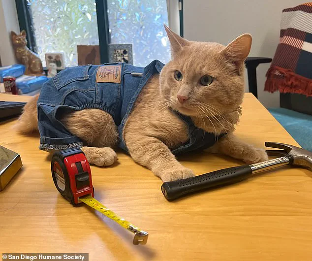 San Diego Humane Society Hosts Unique Graduation Ceremony for Coyote-Attack Survivor Cat Kyle After Six-Month Quarantine