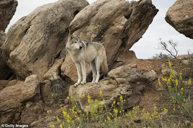 Utah's Lethal Removal of Gray Wolves in Delisted Zone Sparks Debate Over State and Federal Wildlife Regulations