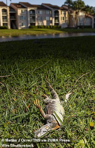 South Florida's Cold Snap Leaves Iguanas in Torpor, Highlighting Vulnerability of Invasive Species to Sudden Weather Shifts