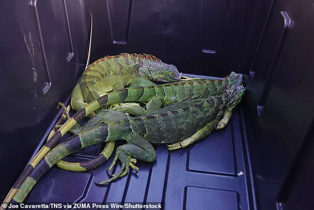 South Florida's Cold Snap Leaves Iguanas in Torpor, Highlighting Vulnerability of Invasive Species to Sudden Weather Shifts