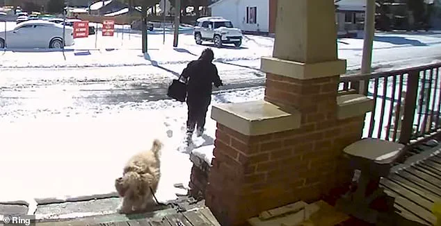 Kind-Hearted Woman Faces Legal Battle After Rescuing Stray Dog in Brutal Snowstorm