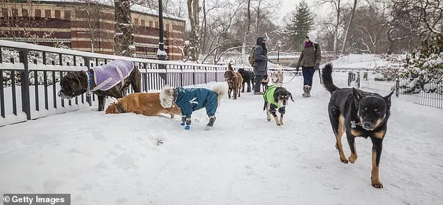 Palestinian Activist's Controversial Remarks on Dogs as Indoor Pets Spark Backlash in NYC