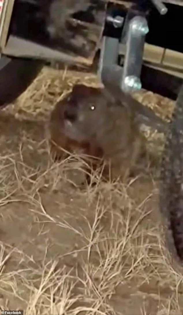 Rodent Invasion Devastates University of Arkansas Student's SUV, Creates Unprecedented Insurance Dilemma