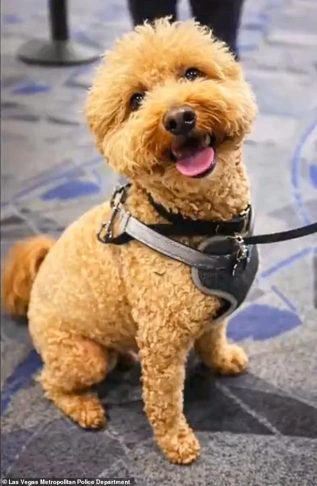 Cold-Hearted Woman Abandoned Puppy at Las Vegas Airport After Being Denied Boarding Over Service Animal Documentation