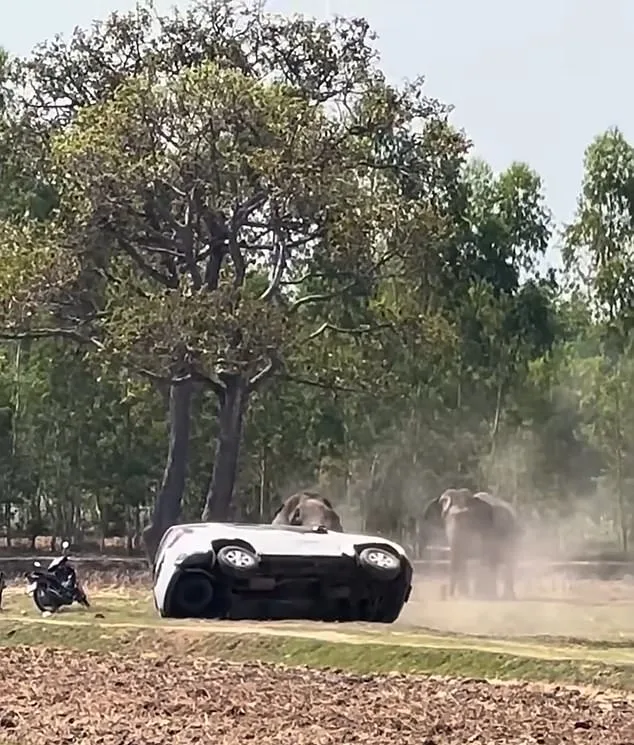 Thai Elephant Attacks Caretaker and Trashes Vehicles After Mating Interruption – Footage Shows Chaos