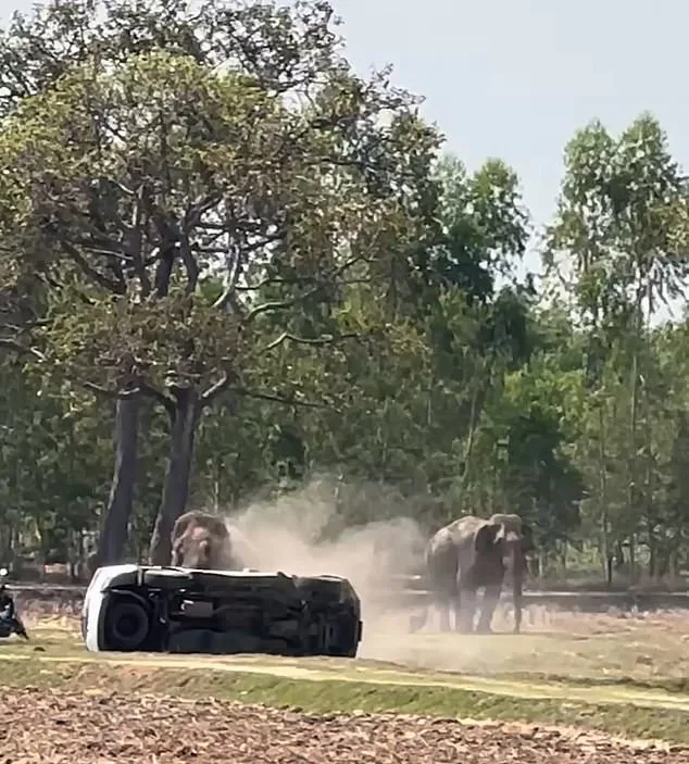 Thai Elephant Attacks Caretaker and Trashes Vehicles After Mating Interruption – Footage Shows Chaos
