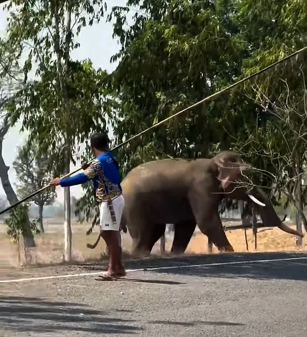 Thai Elephant Attacks Caretaker and Trashes Vehicles After Mating Interruption – Footage Shows Chaos