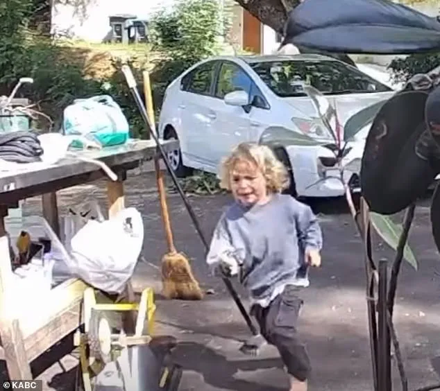 A Toddler's Brush with Danger: The Unexpected Coyote Encounter in Suburban Pasadena