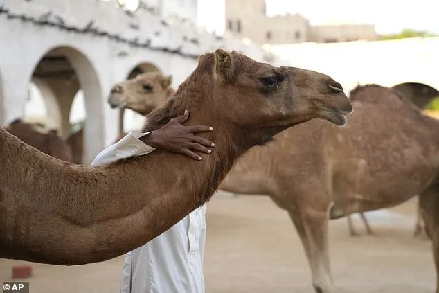 Oman Camel Pageant Disqualifies 20 Camels Over Banned Procedures, Sparking Ethics Debate