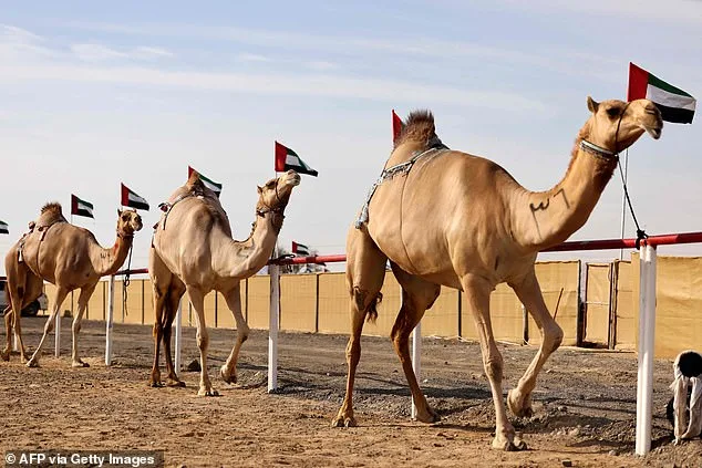 Oman Camel Pageant Disqualifies 20 Camels Over Banned Procedures, Sparking Ethics Debate