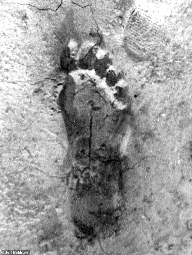 Ohio Witnesses Surge in Bigfoot Sightings: Experts Call It 'Flap' After 50-Year Hiatus