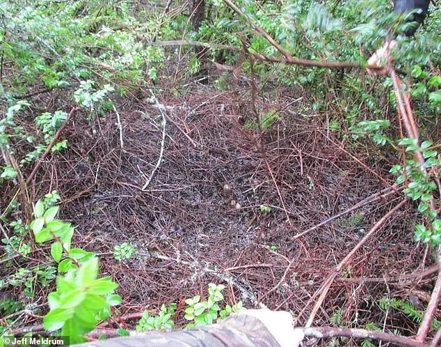 Ohio Witnesses Surge in Bigfoot Sightings: Experts Call It 'Flap' After 50-Year Hiatus