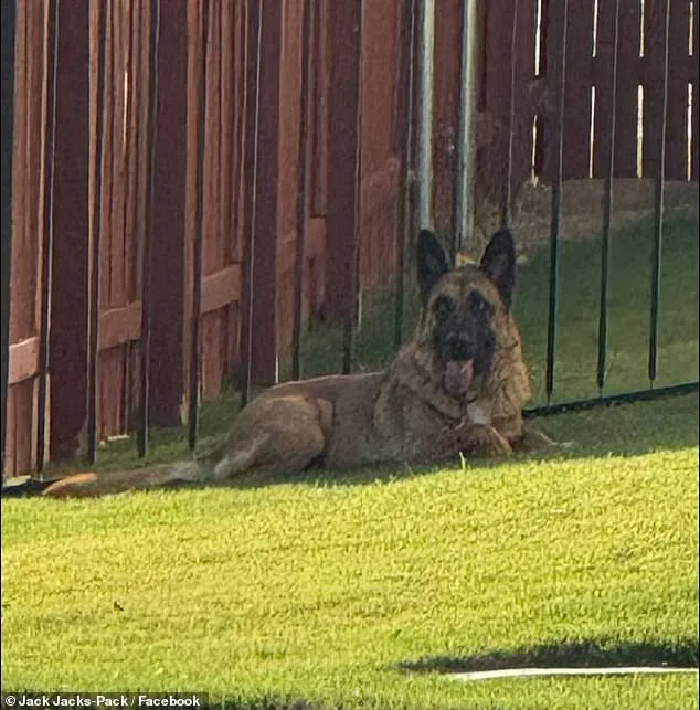 German Shepherd Abandoned in 90-Degree Austin Heat Rescued After Hours of Suffering