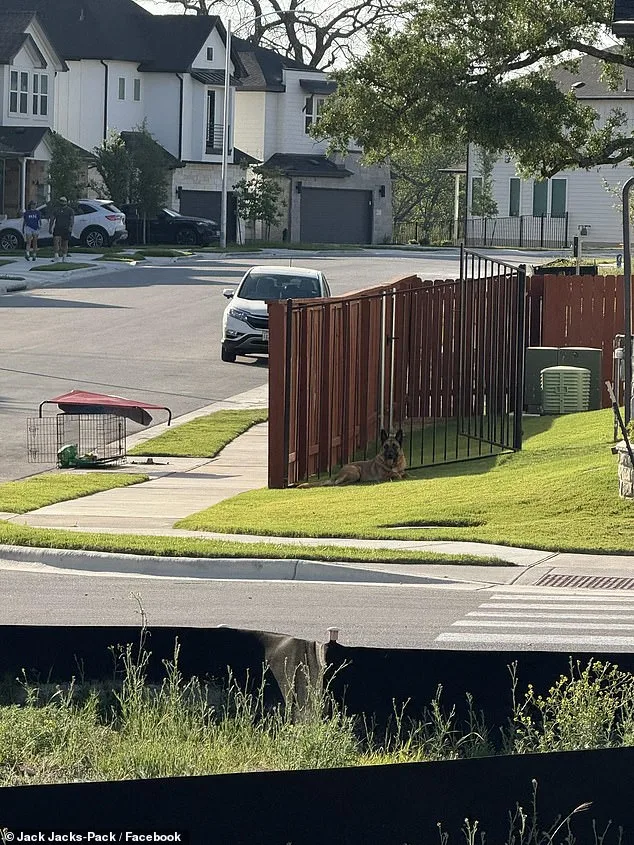 German Shepherd Abandoned in 90-Degree Austin Heat Rescued After Hours of Suffering