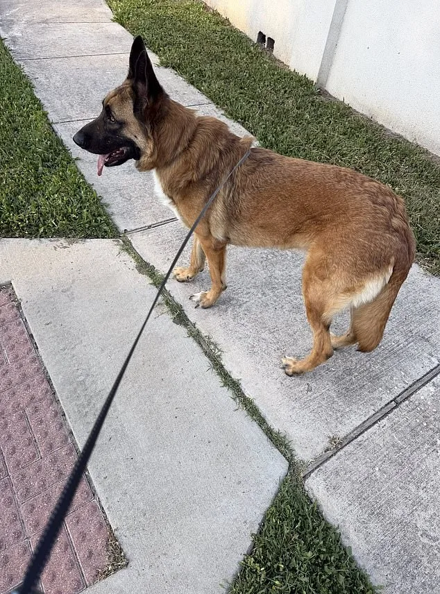 German Shepherd Abandoned in 90-Degree Austin Heat Rescued After Hours of Suffering