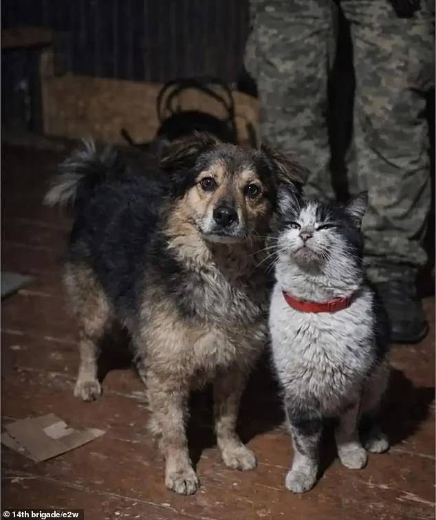 Ukrainian Drone Rescues Dog and Cat in Eight-Mile Frontline Mission