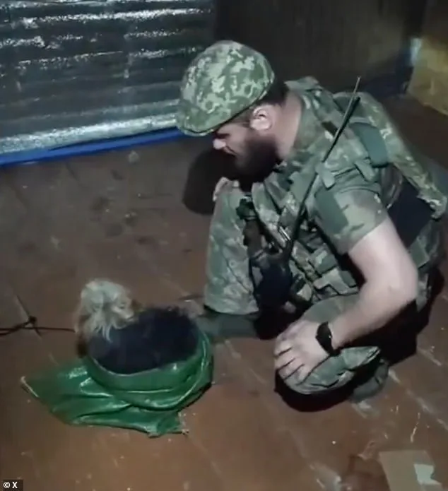 Ukrainian Drone Rescues Dog and Cat in Eight-Mile Frontline Mission