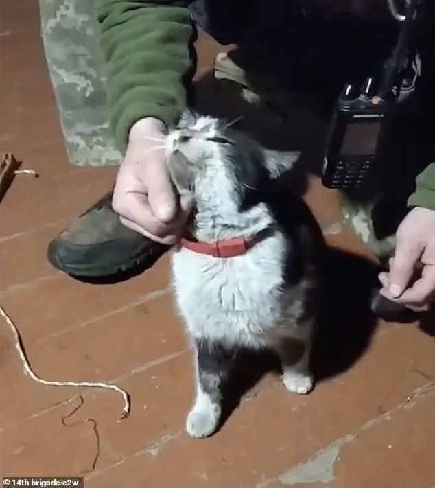 Ukrainian Drone Rescues Dog and Cat in Eight-Mile Frontline Mission