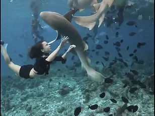 Maldives Honeymoon Shark Attack Leaves Man Critically Injured