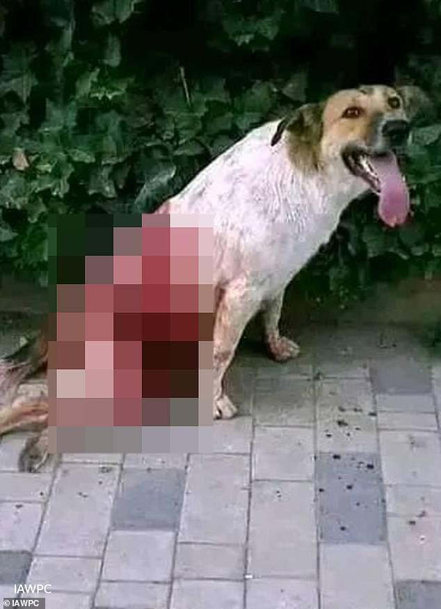 Moroccan officials accused of mass dog shootings ahead of 2030 World Cup