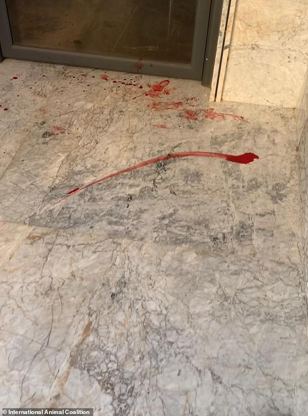 Moroccan officials accused of mass dog shootings ahead of 2030 World Cup