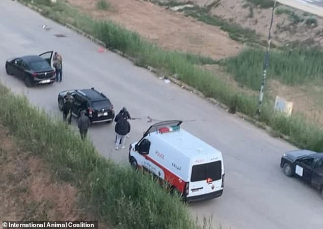 Moroccan officials accused of mass dog shootings ahead of 2030 World Cup