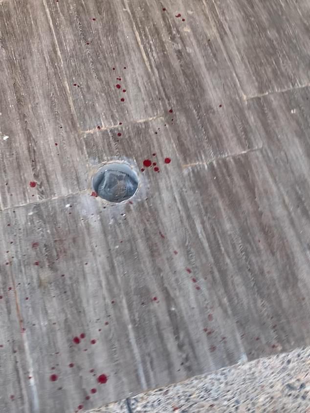 Moroccan officials accused of mass dog shootings ahead of 2030 World Cup