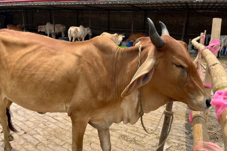 Political Tensions Paralyze Cattle Markets Ahead of Eid in West Bengal