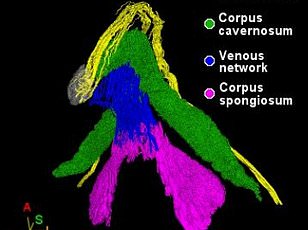 New study reveals emotional connection is key to female orgasm.