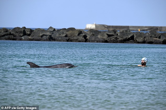 Dolphin swims near French beach as scientists warn of danger.